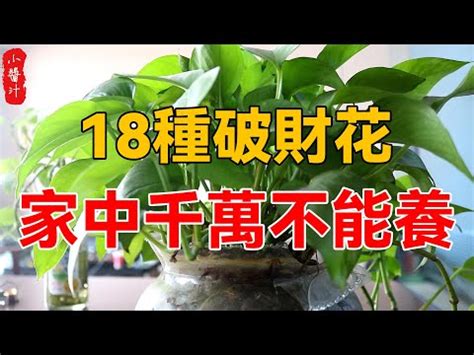 萬年青數量|萬年青擺放風水禁忌：怎樣擺放才能招財進寶？【萬年。